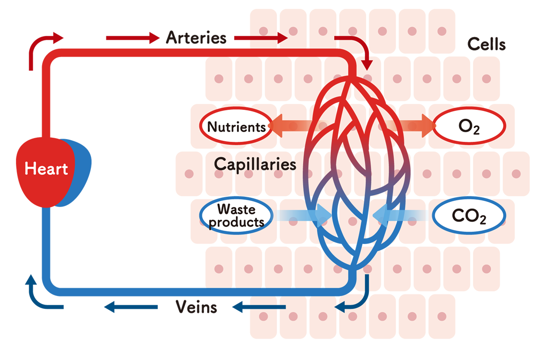 Function of NKCP